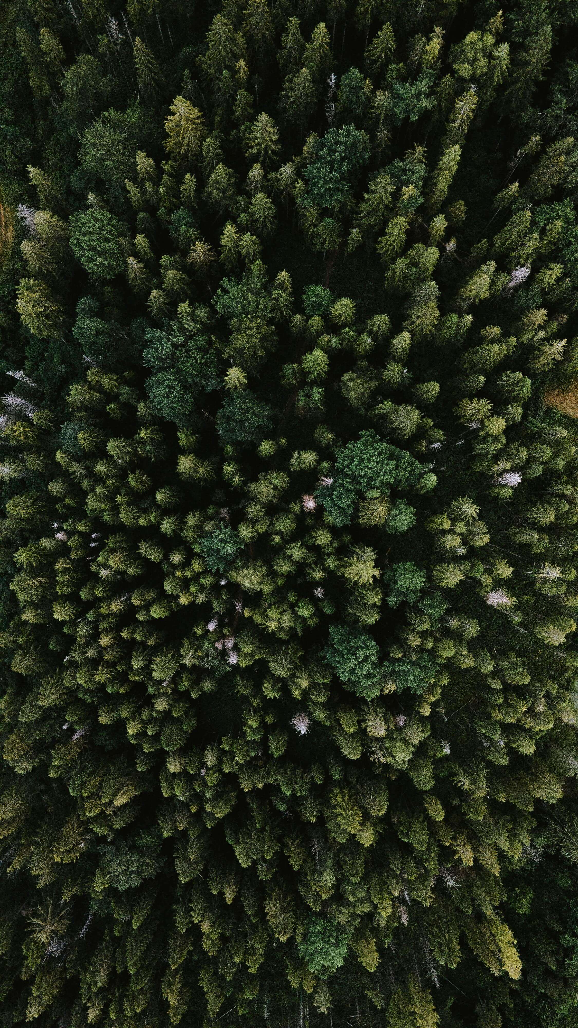 Vista aérea de un bosque